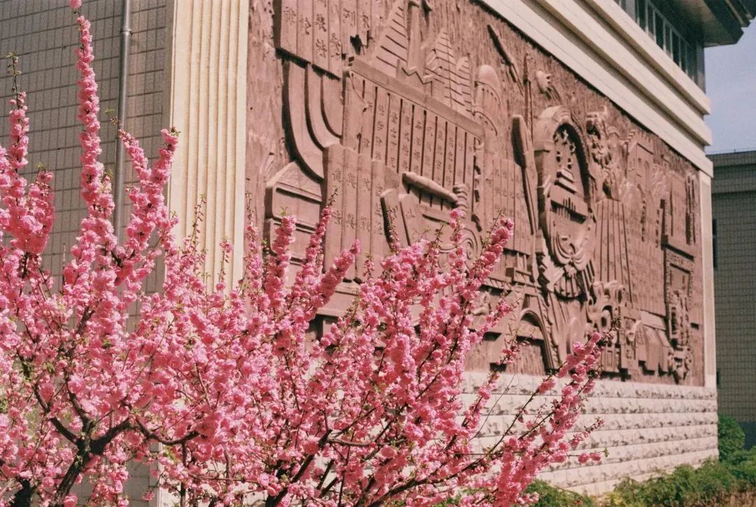 芳菲四月,春意正酣丨“天平杯·随手拍”大赛作品展播