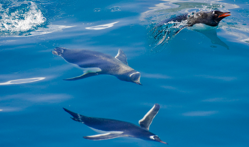 企鹅号运营技巧:如何快速成功注册企鹅号?
