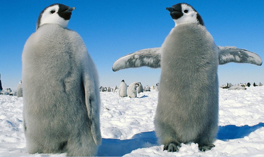 企鹅号运营技巧:如何快速成功注册企鹅号?