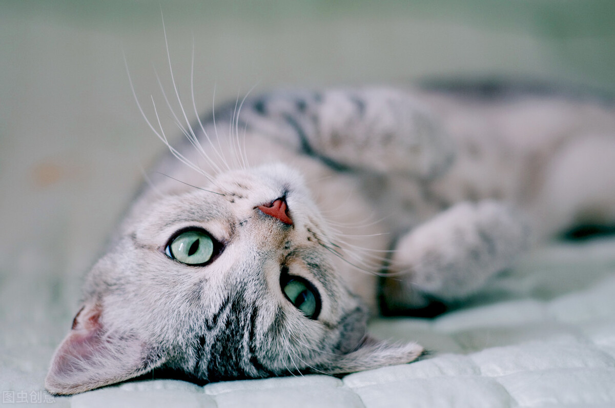 自媒体短视频什么领域最火?第5个做的人少,收益却很高