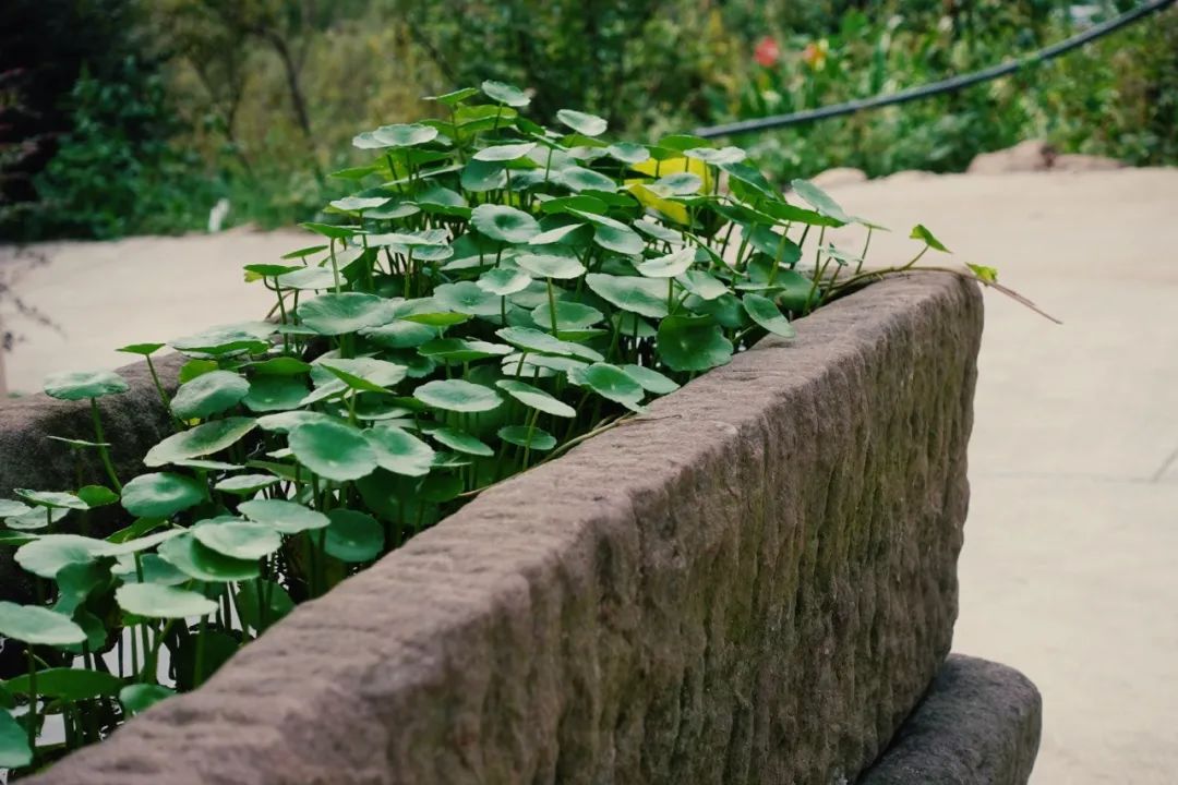 以自媒体创业之名,在农村也能活得很阳光,三农内容创作机会1