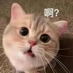 制裁俄罗斯猫和树以及芭蕾舞,连柴可夫斯基也不放过!网友:连呼吸都有错?