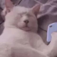 制裁俄罗斯猫和树以及芭蕾舞,连柴可夫斯基也不放过!网友:连呼吸都有错?