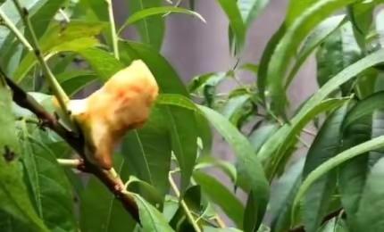 这位25岁的江苏女孩,北京的服务员和吉祥的工人现在成为互联网名人,年收入为3000万