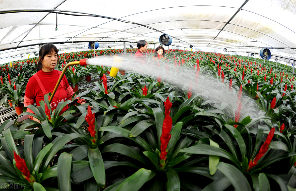 什么批发生意好做(花卉批发市场越大越好吗)(6)