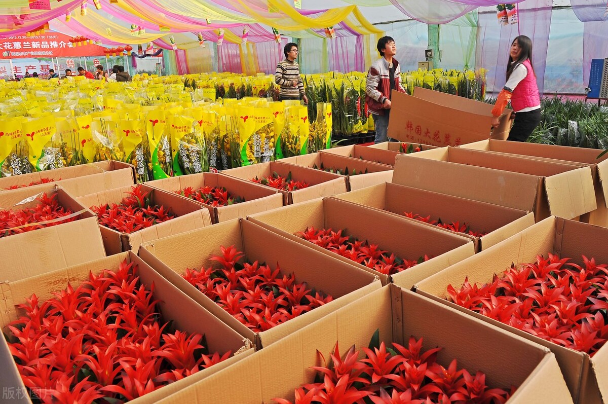 什么批发生意好做(花卉批发市场越大越好吗)(5)