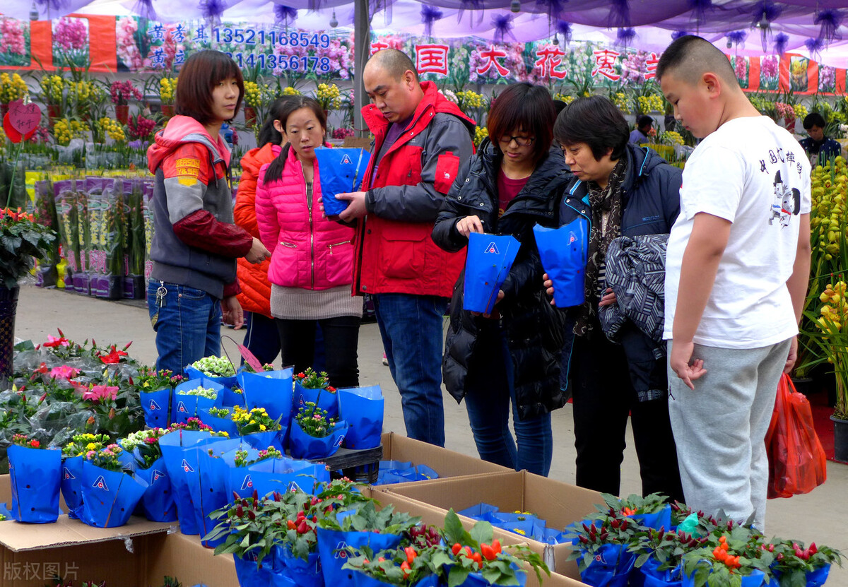 什么批发生意好做(花卉批发市场越大越好吗)(8)
