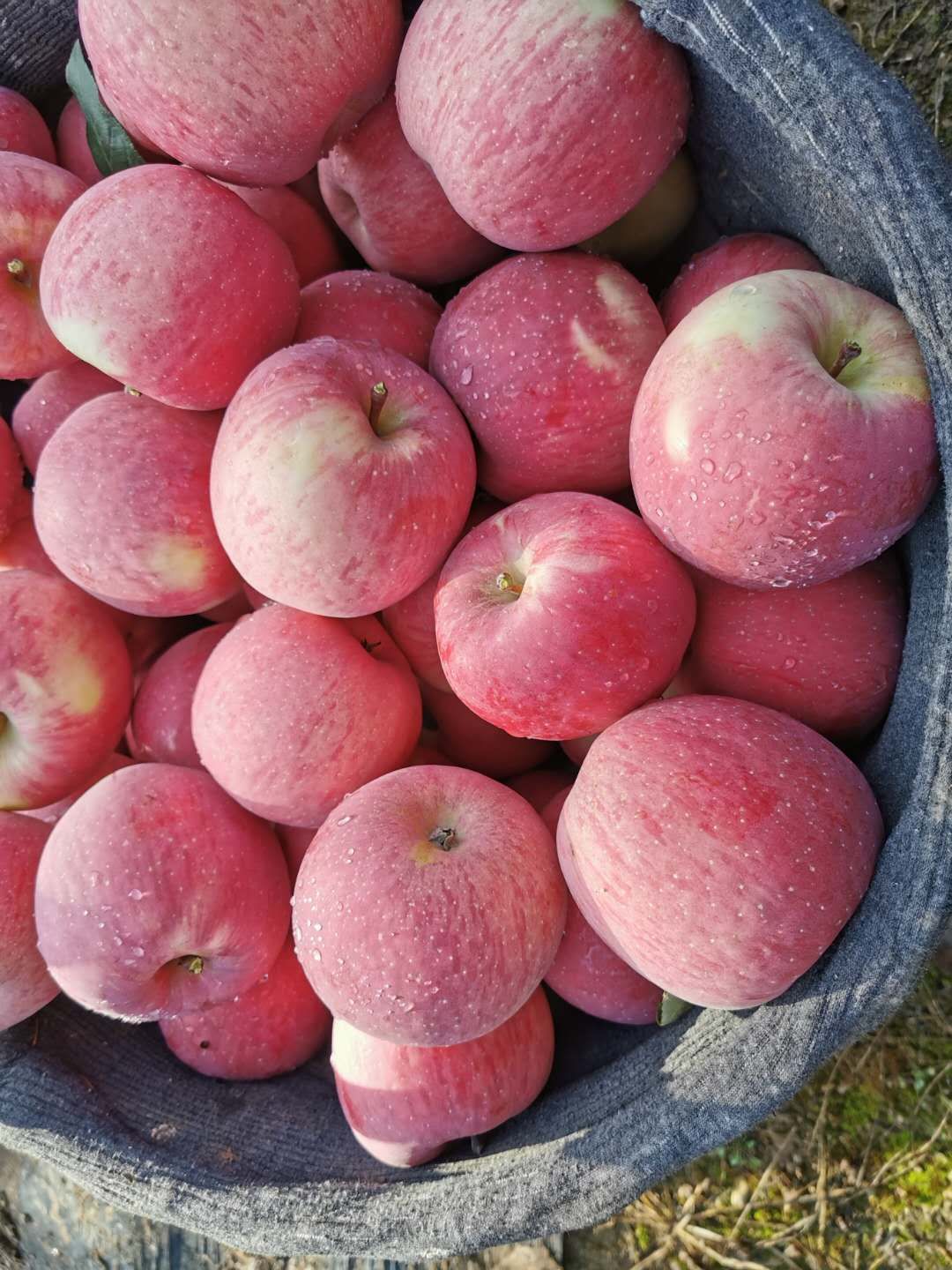 做苹果批发怎么找销路(苹果一手货源怎么销售)(1)