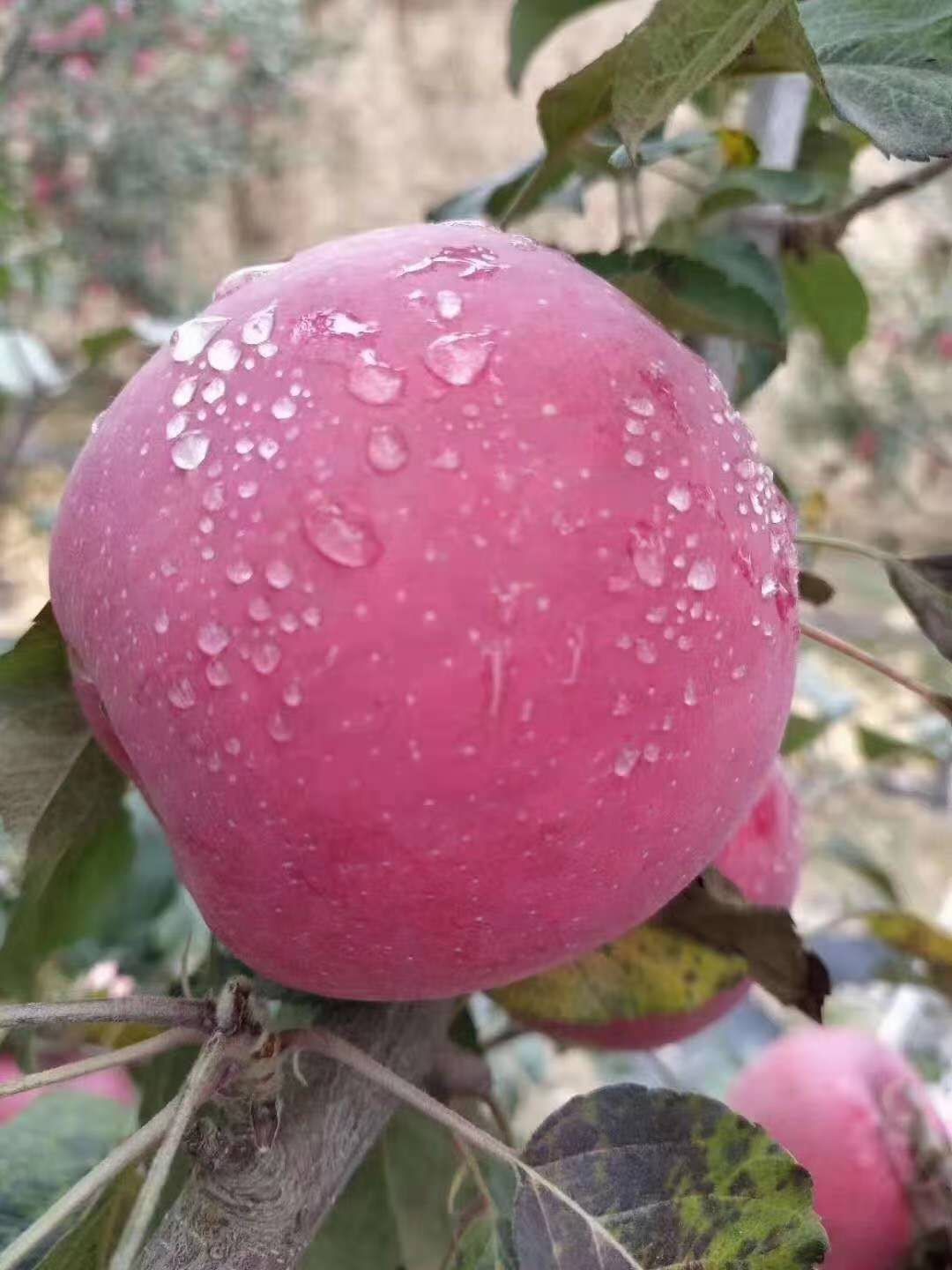 做苹果批发怎么找销路(苹果一手货源怎么销售)(2)