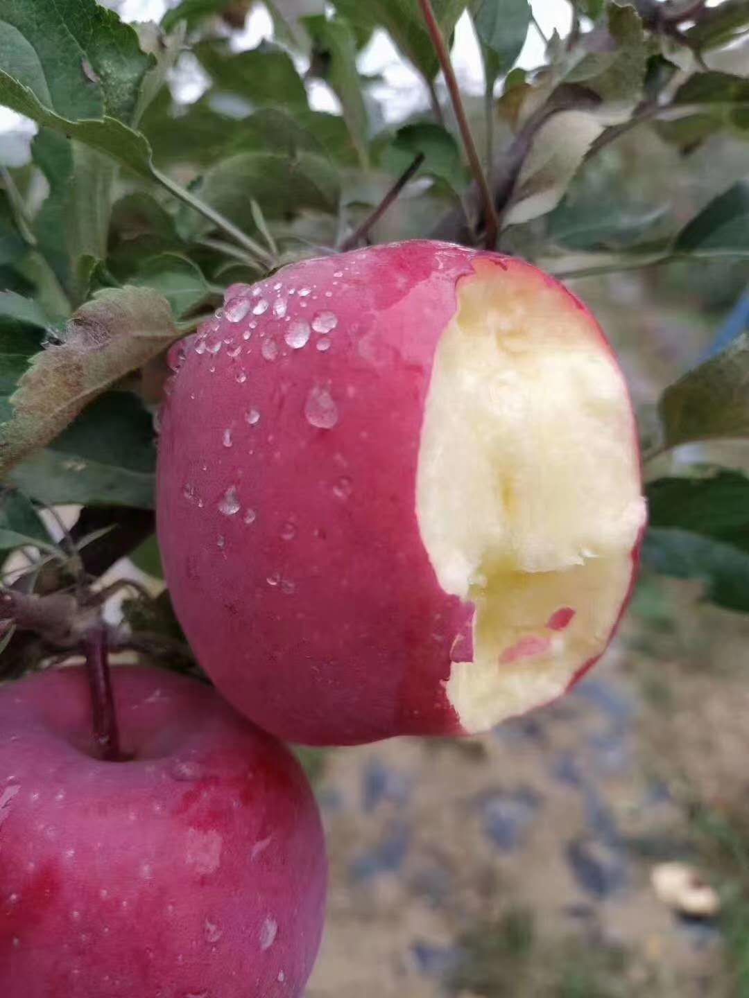 做苹果批发怎么找销路(苹果一手货源怎么销售)(3)