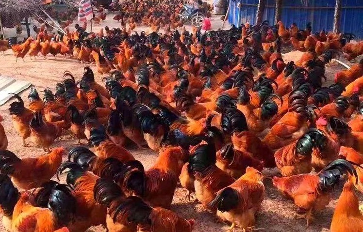 做鸡蛋批发生意前景(农民卖鸡蛋竟也能年赚百万)(1)