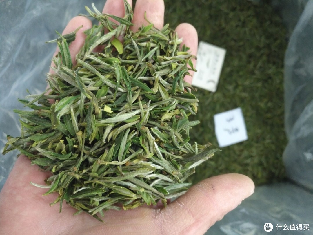 哪个牌子的绿茶好(“十大名茶”哪些值得喝)(11)
