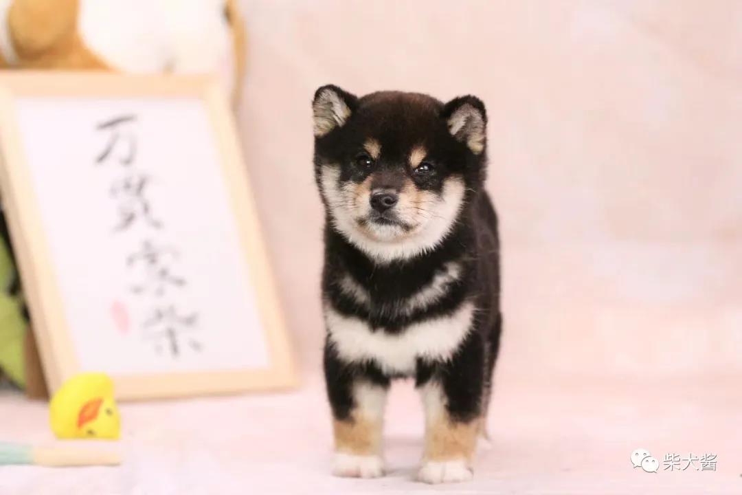 在淘宝买狗怎么个流程(线上入手柴犬靠谱吗)(2)