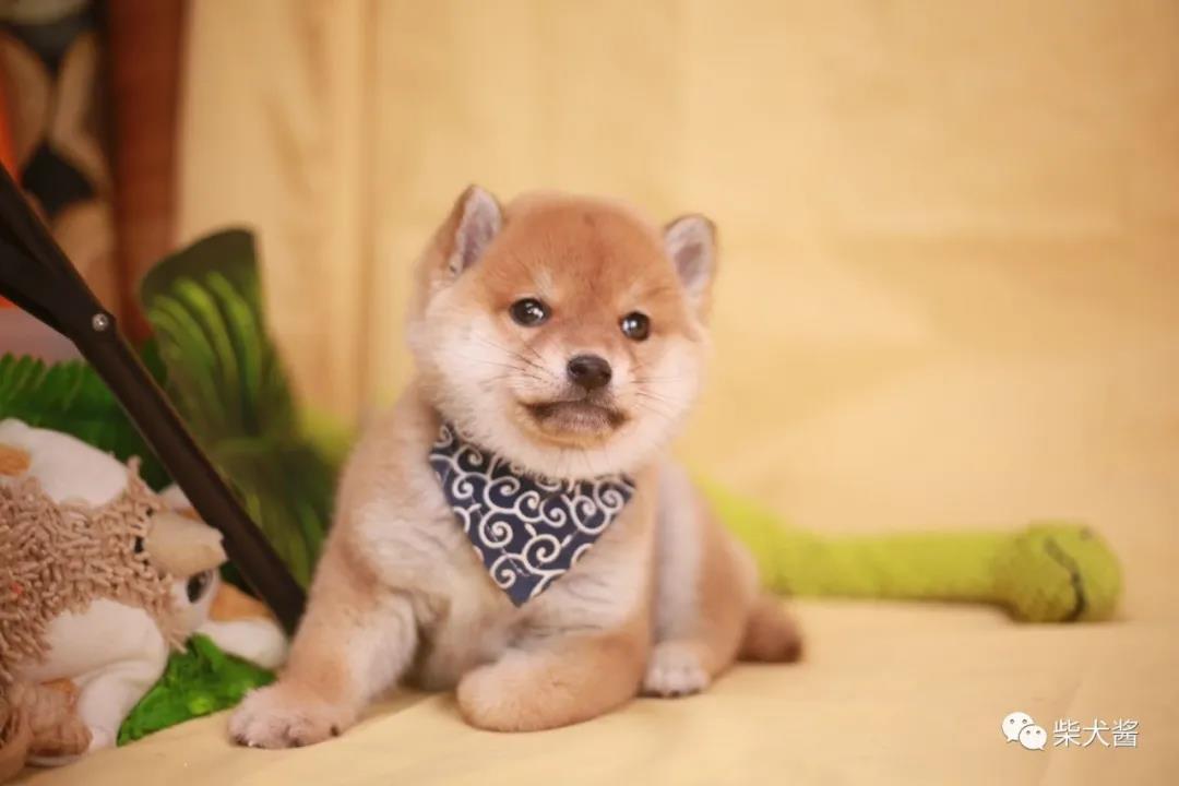 在淘宝买狗怎么个流程(线上入手柴犬靠谱吗)(1)