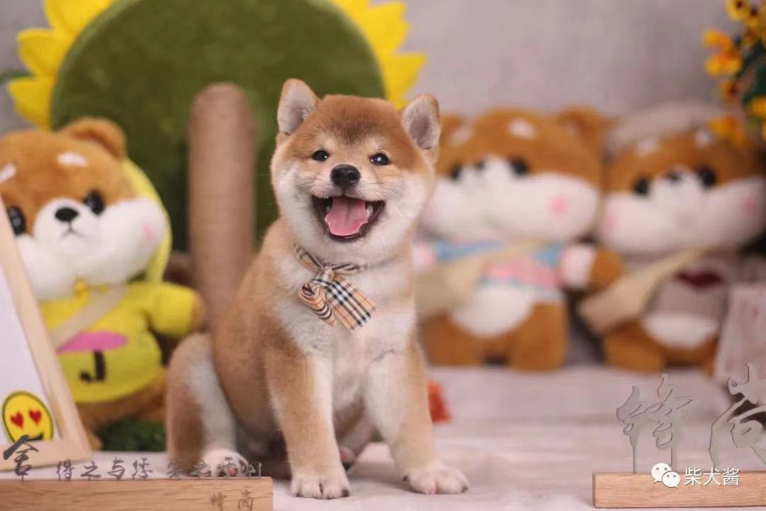 在淘宝买狗怎么个流程(线上入手柴犬靠谱吗)(3)