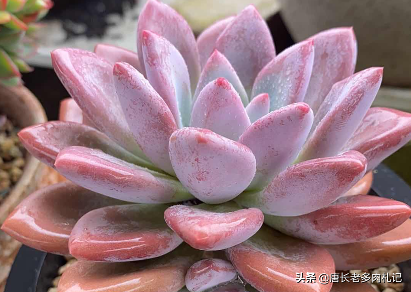 多肉植物带盆快递包装邮寄(网购的多肉自带盆还用换盆吗)(1)