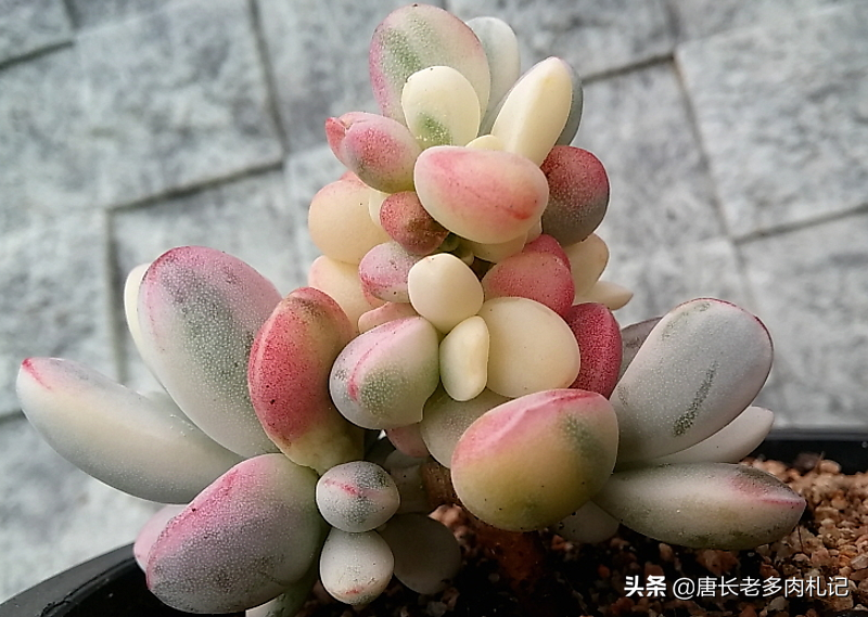 多肉植物带盆快递包装邮寄(网购的多肉自带盆还用换盆吗)(3)