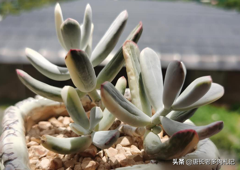 多肉植物带盆快递包装邮寄(网购的多肉自带盆还用换盆吗)(4)