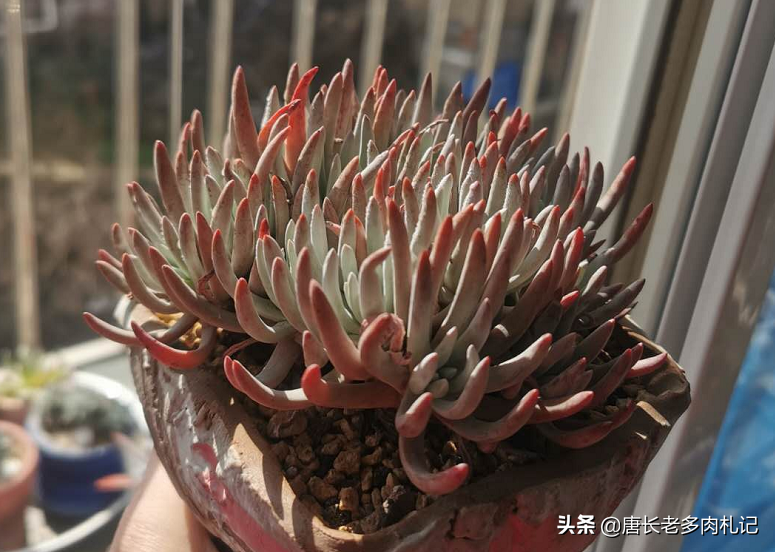 多肉植物带盆快递包装邮寄(网购的多肉自带盆还用换盆吗)(6)