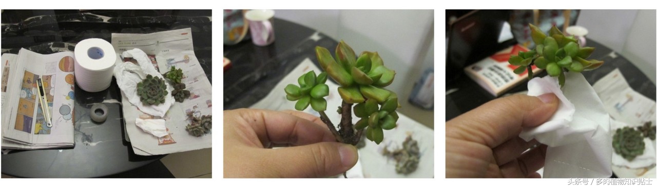 多肉植物快递怎样包装(购买多肉植物的步骤)(1)