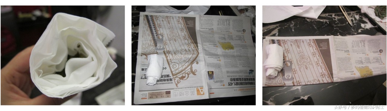 多肉植物快递怎样包装(购买多肉植物的步骤)(3)