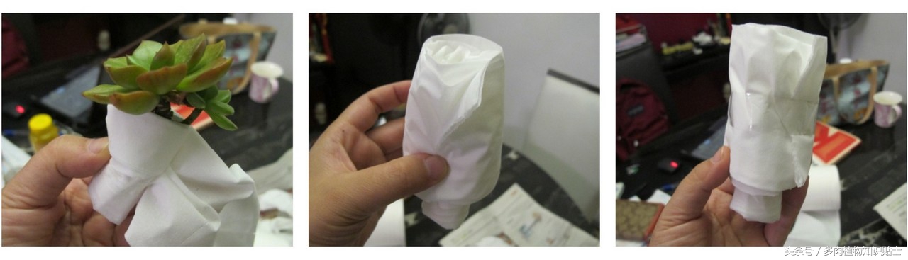 多肉植物快递怎样包装(购买多肉植物的步骤)(2)