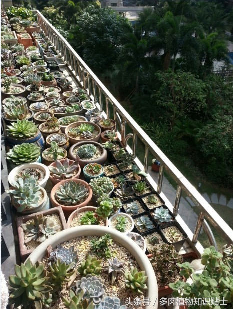 多肉植物快递怎样包装(购买多肉植物的步骤)(6)