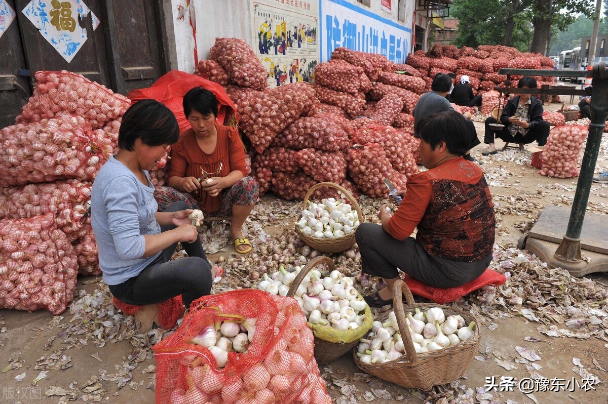 如何做好大蒜批发生意（大蒜2022年前景如何）(2)
