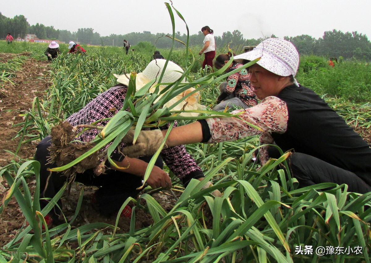 如何做好大蒜批发生意（大蒜2022年前景如何）(4)