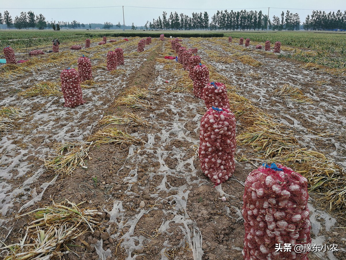 如何做好大蒜批发生意（大蒜2022年前景如何）(3)