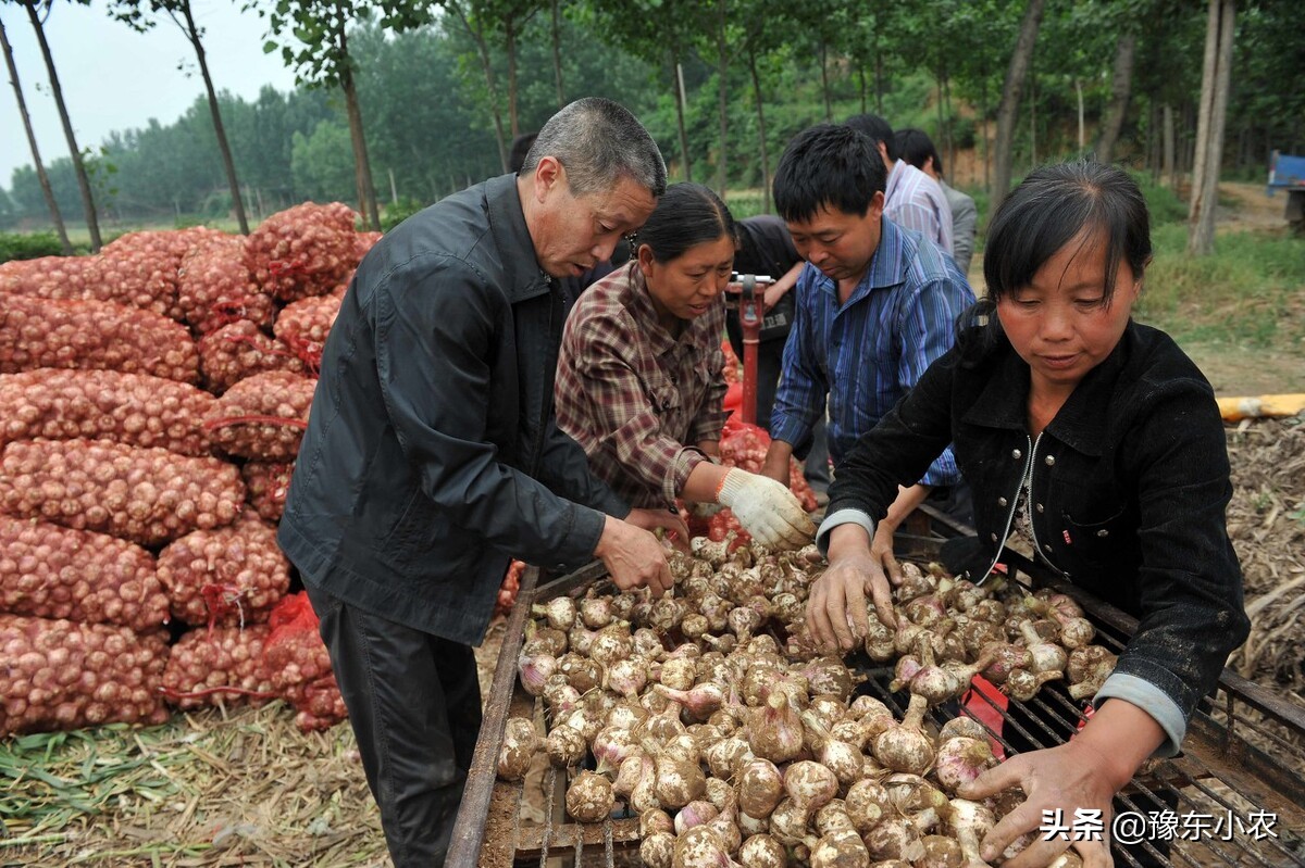 如何做好大蒜批发生意（大蒜2022年前景如何）(6)