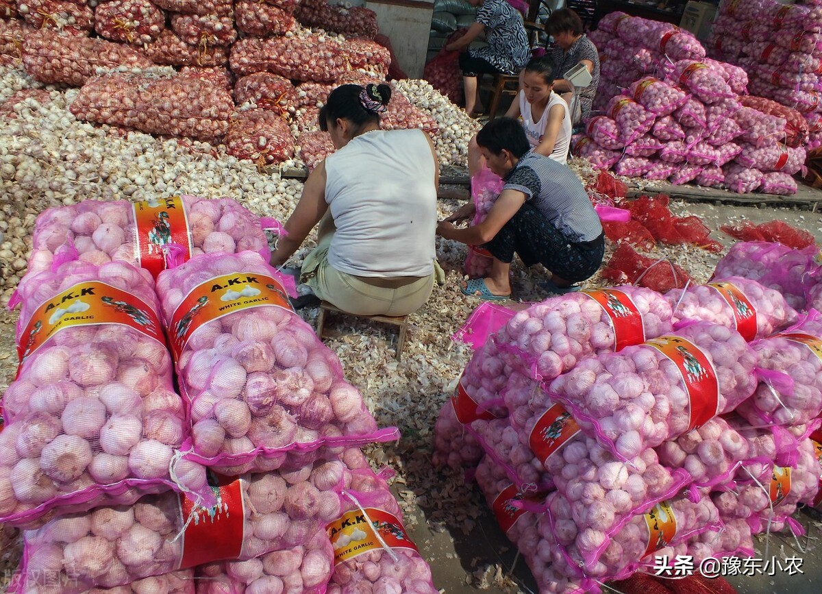 如何做好大蒜批发生意（大蒜2022年前景如何）(5)