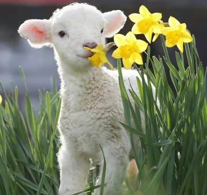 微信公众号优秀文案范文（微信置顶文案最近很火）(8)