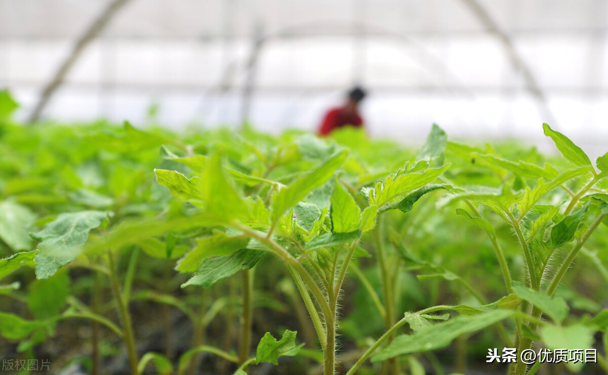 微信卖菜月收入两万是怎么做到的?(在朋友圈卖菜能赚钱吗)(2)