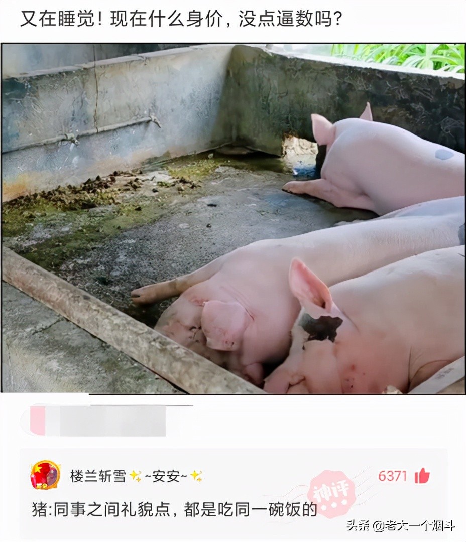 微信搞笑长篇评论（超级搞笑的神评论大全）(39)