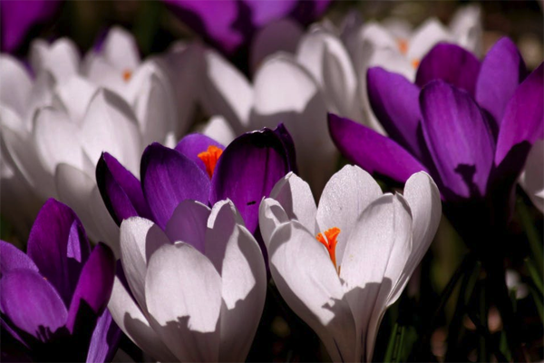 微信要求点赞的话语（朋友圈求赞要怎么说才吸引人）(1)