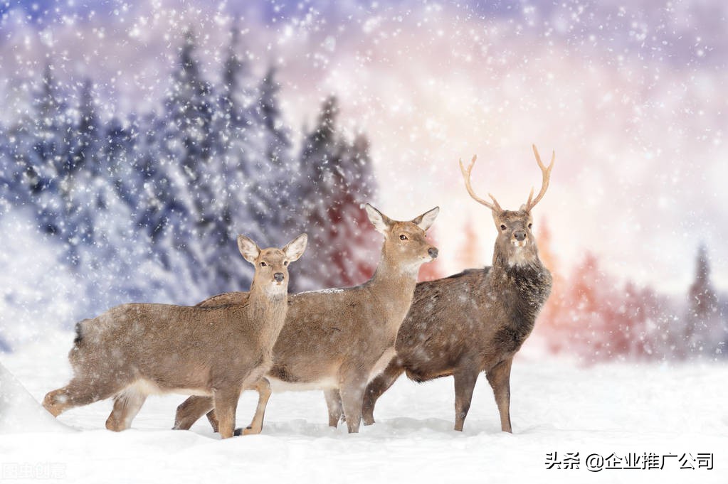 微信订阅号营销推广技巧(微信公众号营销策略案例)(2)