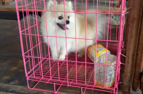 快递能运宠物吗大约多少钱（邮寄宠物用什么托运公司）(1)