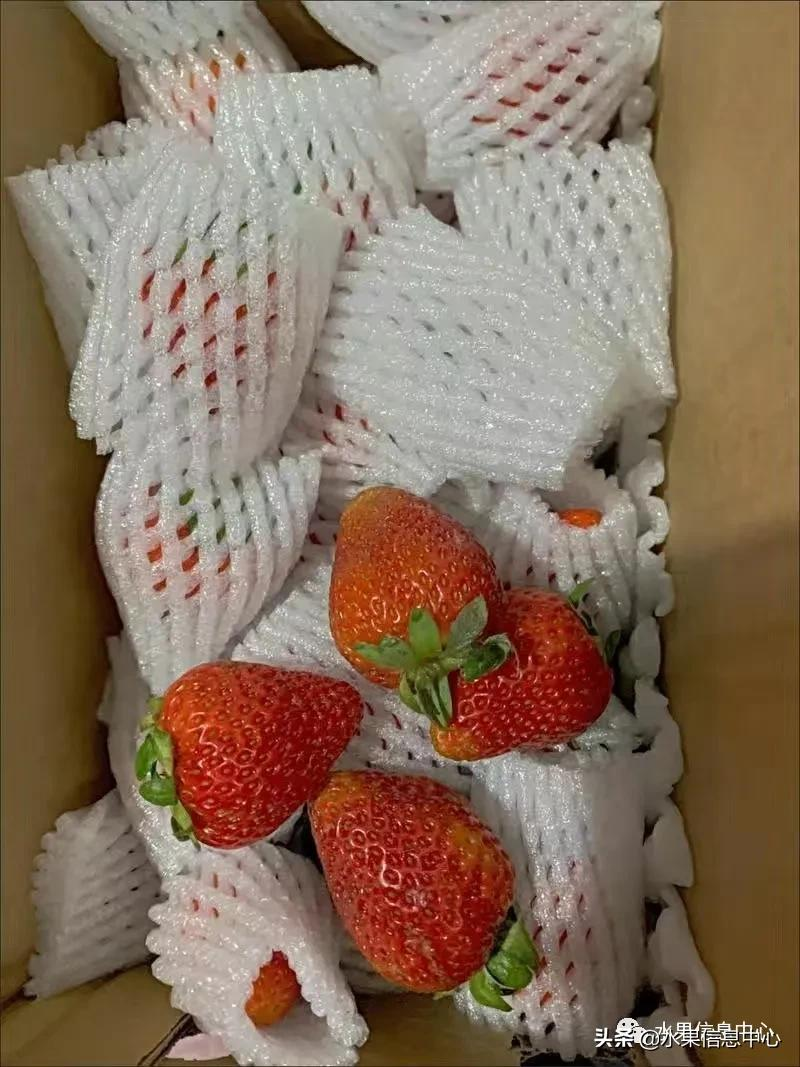快递草莓怎么包装保鲜（如何解决草莓包装痛点）(4)