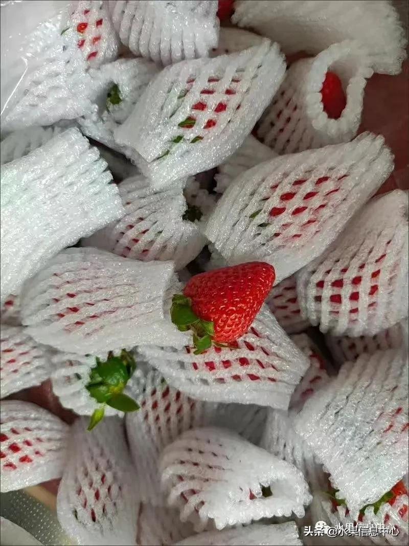 快递草莓怎么包装保鲜（如何解决草莓包装痛点）(5)