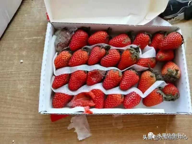 快递草莓怎么包装保鲜（如何解决草莓包装痛点）(8)