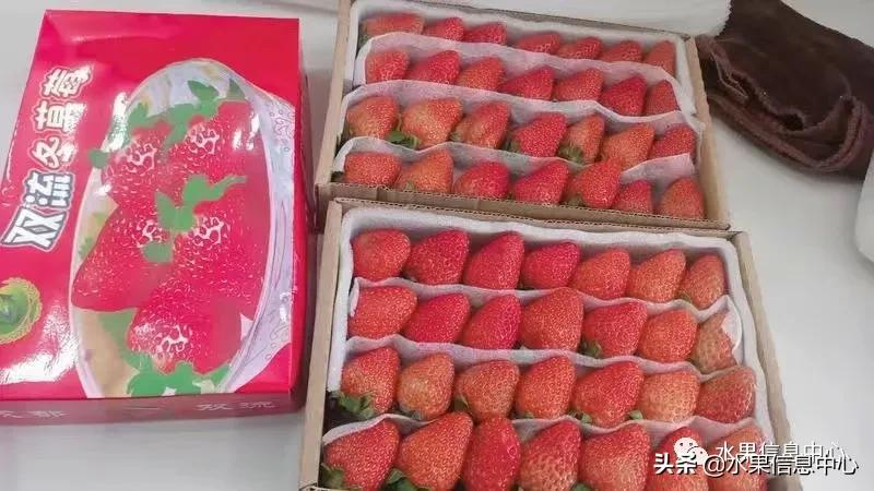 快递草莓怎么包装保鲜（如何解决草莓包装痛点）(7)