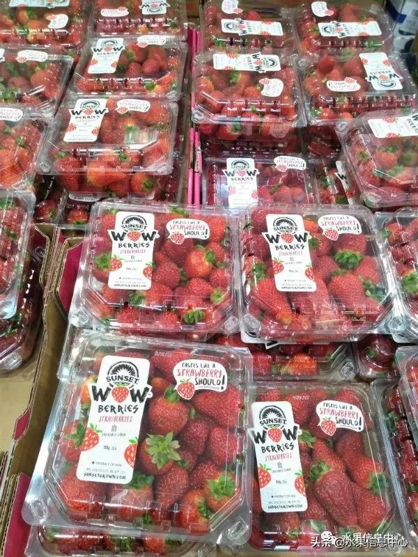 快递草莓怎么包装保鲜（如何解决草莓包装痛点）(9)