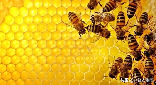 快递蜂蜜怎么包装技巧夏天（蜂蜜快递正确包装方法）(1)